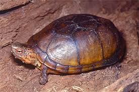 Scorpion Mud Turtle Turtle Turtle Filter Turtle Love