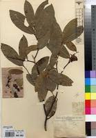 Image result for Uvaria welwitschii