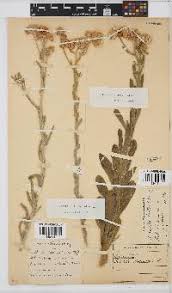 Image result for Oxygonum dregeanum