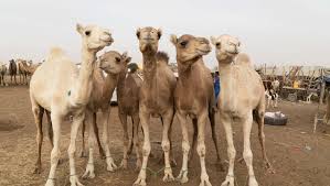 Their huge feet help them to walk on. 13 Fun Facts About Camels Spana