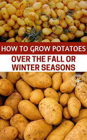 How To Grow Potatoes Over The Fall Or Winter Seasons Shtfpreparedness Growing Potatoes Growing Winter Vegetables Winter Vegetables Gardening