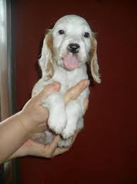 Collection by donna patrick • last updated 10 days ago. Cocker Spaniel Puppy Dog Kennel