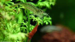 Image result for Aquarium Plants With Simple Alternate Leaf Floating Beneath Water.