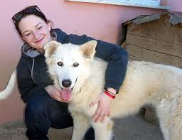 Contact fiete husky schäferhund mix on messenger. Unbenanntes Dokument