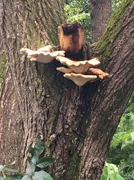 Image result for Sium repandum