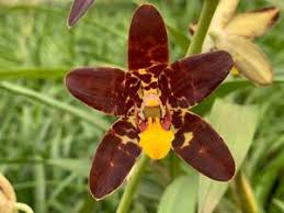 Image result for Ansellia