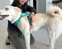 person adjusting the straps on a dog harnessの画像