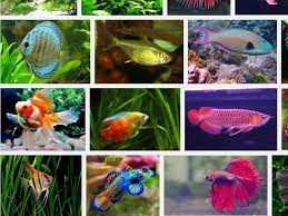 Jenis Jenis Ikan Hias Air Tawar Berikut Daftar Nama Ikan Hias Beserta Gambarnya