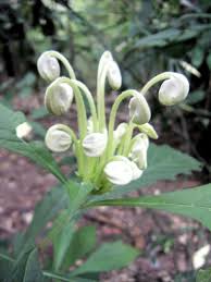 Image result for Clerodendrum silvanum
