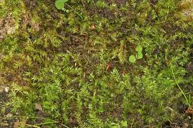 Verspreidingsatlas Foto Van Leptodictyum Riparium Beekmos Helmond
