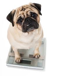 dog medications dosage by weight