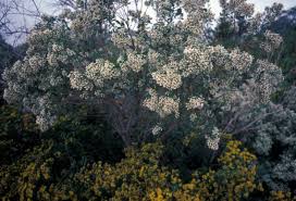 Image result for Microcharis latifolia
