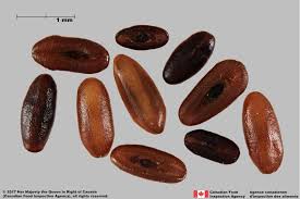 Image result for Empogona lanceolata