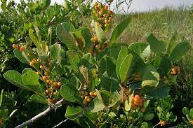 Image result for Searsia rogersii