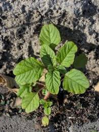 Image result for Amaranthus blitum