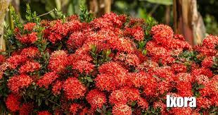 Dwarf Ixora Growing And Care Dwarf Plants Red Plants Plants