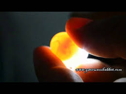 Budgie In Eggs Heartbeat Muhabbet Kusu Bos Dolu Yumurta Youtube