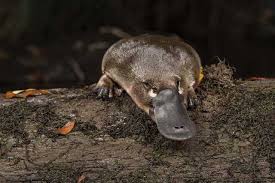 Berkembang biak, biologi, hewan, hewan platypus. Diduga Hanya Legenda Deretan Hewan Ini Ternyata Benar Benar Ada Berita Aneh Dan Unik Terbaru