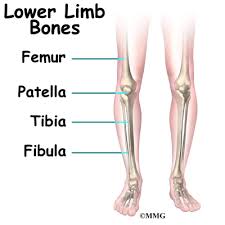 Human leg muscles diagram leg muscle chart gosutalentrankco. Rotational Deformities In Children Eorthopod Com