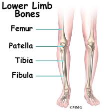 A disease of heart muscle in which the heart is abnormally enlarged, thickened, and/or stiffened. Rotational Deformities In Children Eorthopod Com