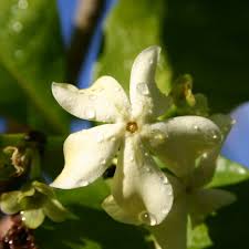 Image result for Voacanga