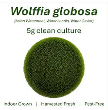 Image result for Wolffia globosa