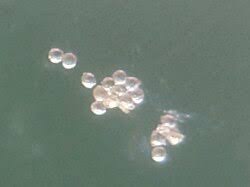 Image result for Coffea schliebenii