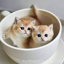 kediler tatli kediler yavru kediler beyaz kedi bardak kedi sevimli kedi yavrulari sevimli hayvan yavrulari kediler ve yavrulari