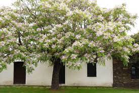 White flowering trees identification australia. White Cedar Tree Adam Robinson Design