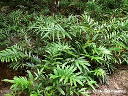 Image result for Acrostichum