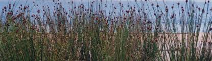 Image result for Themeda