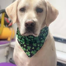 BEST of Temecula, CA Cat Nail Trim