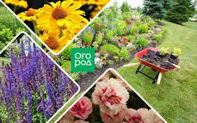 какие цветы посадить на клумбе чтобы цвели все лето фото 15 Mnogoletnikov Kotorye Cvetut Vse Leto Rasteniya Cvetniki Klumby