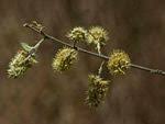 Image result for Combretum xanthothyrsum