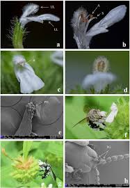 Image result for Leucas capensis