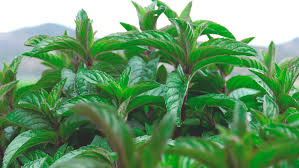 Bigelow Chamomile Mint, Caffeine Free, Herbal Tea Bags, 20 Count -  Walmart.Com