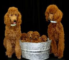 Poodles I Love This They Are Such A Cute Family Poodle Dog Standard Poodle Poodle Puppy