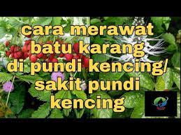 Khawatir jikalau terjadi sesuatu, sebab mereka belum benar benar terlatih dengan baik. Petua Cara Merawat Batu Karang Di Pundi Kencing Sakit Pundi Kencing Youtube