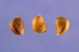 Image result for Stuckenia