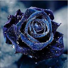 Check spelling or type a new query. Buy 5d Diamond Painting Roses Full Round Drill Blue Rose Flower Cross Stitch Home Decor At Affordable Prices Free Shipping Real Reviews With Photos Joom