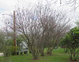 Image result for Kotschya speciosa