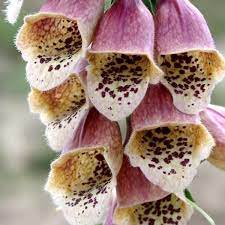 Foxglove Seeds 29 Varieties Perennial Flower Seeds Foxglove Foxglove Plant Flowers Perennials