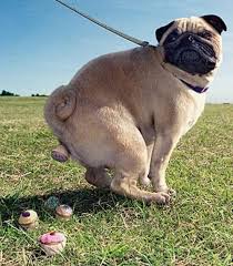 50 Unexplainable Photos Of Dogs Dogs Pooping Funny Dog Pictures Cute Pugs