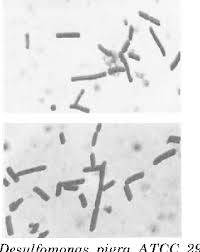 Image result for Bacteroidaceae