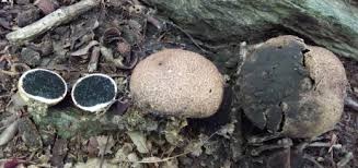 Image result for Merulius incarnatus