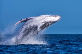 It is located north of the vitoria hills on the zadorra. Turista Prefeitura De Vitoria