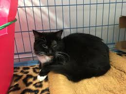Saving black cats & kittens from high kill shelters and the streets of los angeles and surrounding areas. Blind Cat Rescue Is A Life Time Care Sanctuary For Blind Fiv Leukemia Positive Cats