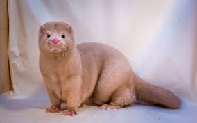 Catching male 20.05.2021 larger than average, very worried, but friendly. Denmark To Cull 17 Million Mink Amid Sars Cov 2 Mutation Concerns The Scientist Magazine
