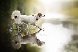 Find dog pictures of all kinds of dogs doing all kinds of things. Dogs Photography Gallery Home Facebook