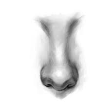 Maybe you would like to learn more about one of these? How To Draw The Nose A Simple Step By Step Guide Gvaat S Workshop